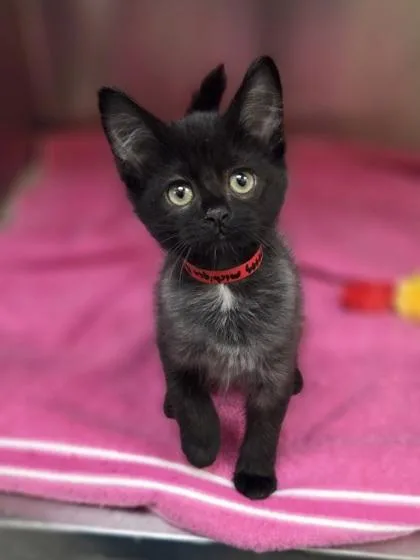A baby small-sized female Domestic Short Hair cat named Piper for adoption in Westland, MI