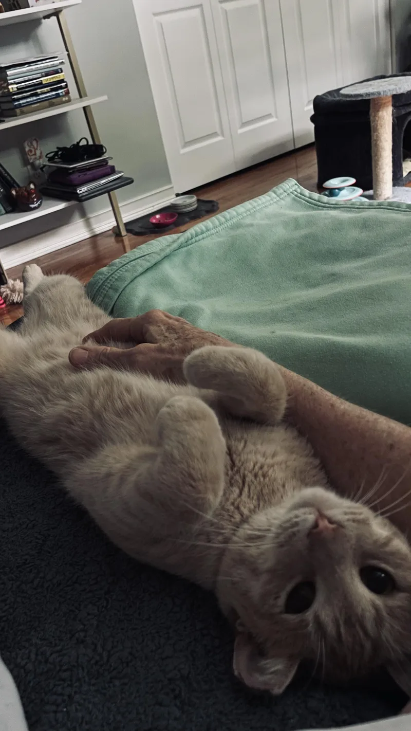 A young medium-sized male Buff / Tan / Fawn Domestic Short Hair cat named Mango for adoption in Brighton, MI