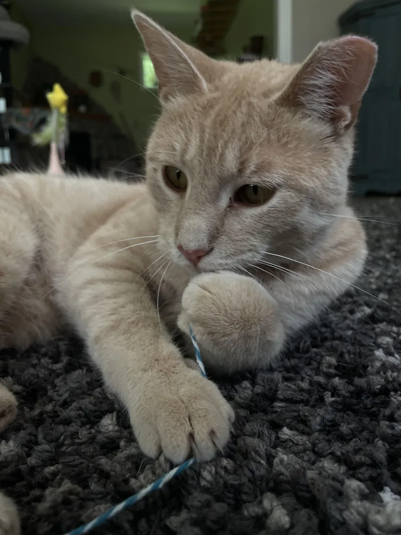 Mango thumbnail 2