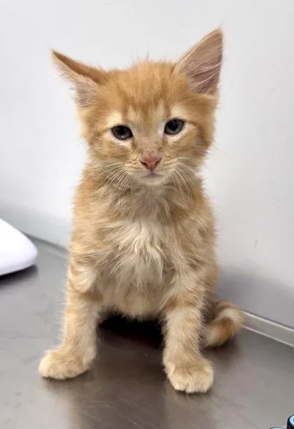 A baby small-sized male Tabby (Orange / Red) Domestic Short Hair cat named Brennan at PetSmart in for adoption in Bishop, GA