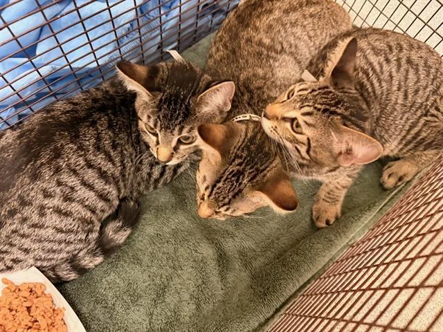 A baby small-sized female Domestic Short Hair cat named Pidgey for adoption in Tustin, CA