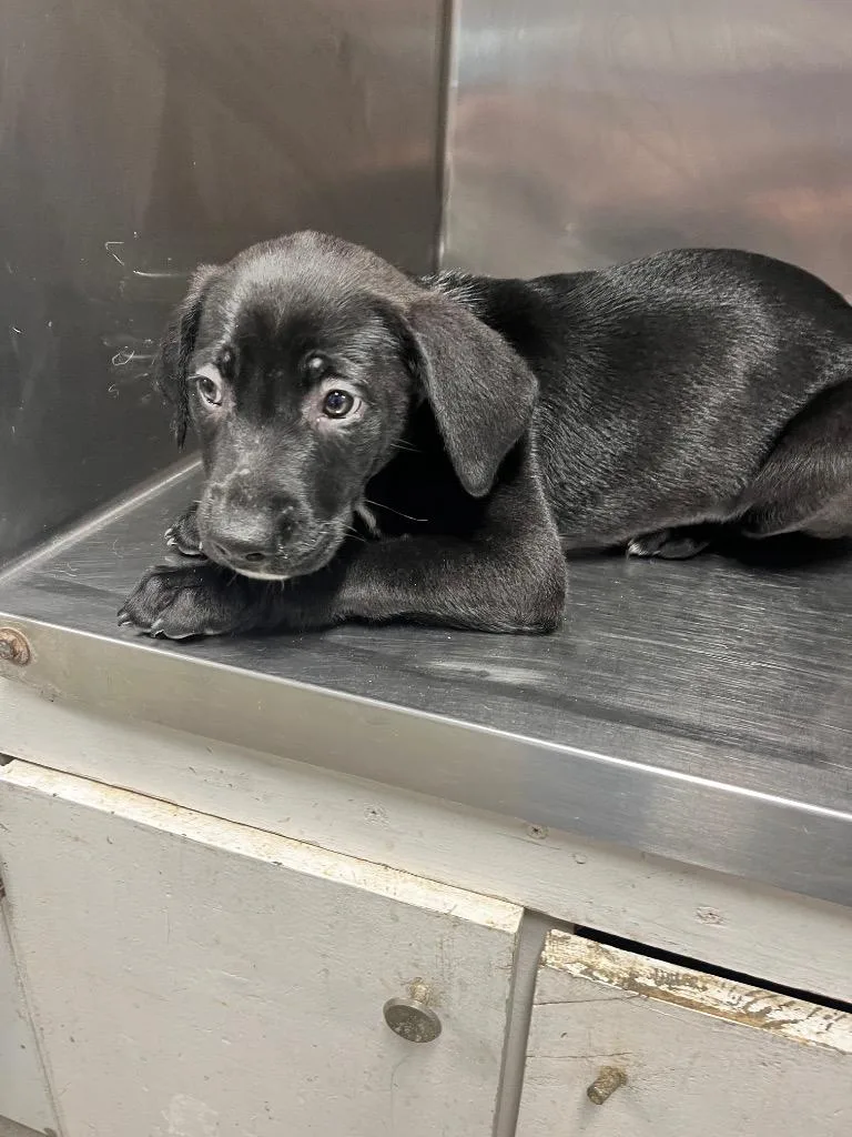 A baby medium-sized female Labrador Retriever dog named River for adoption in Hopkinsville, KY