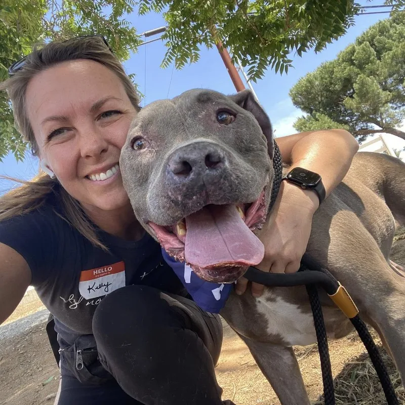 A senior large-sized male Gray / Blue / Silver Pit Bull Terrier dog named George for adoption in Ramona, CA