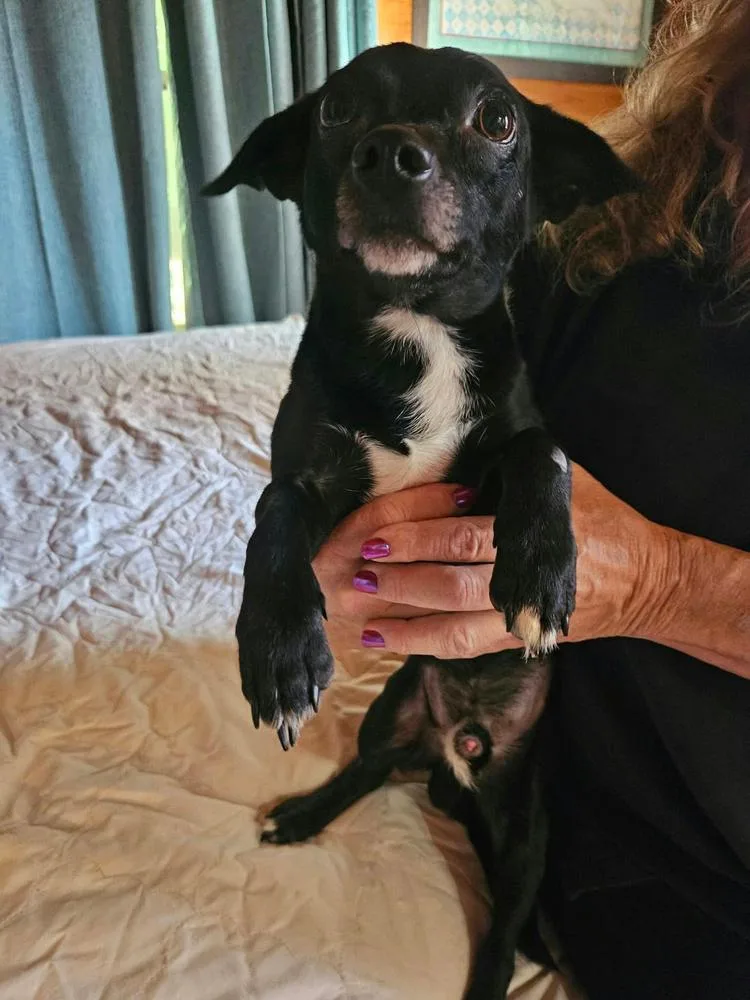 A senior small-sized male Tricolor (Brown, Black, & White) Chihuahua dog named Joey for adoption in Manhattan, NY