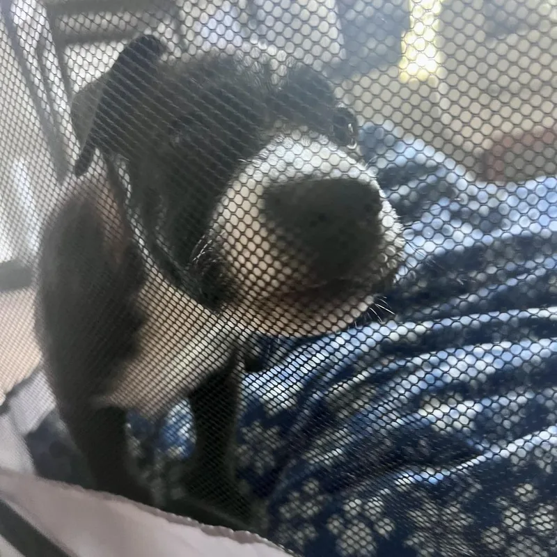 A baby small-sized male Black Labrador Retriever dog named Yogi Costa Mesa Location for adoption in Chino Hills, CA