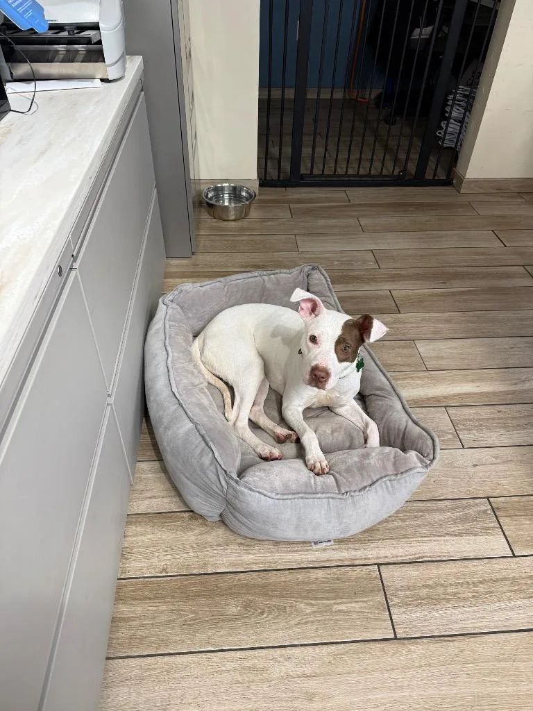 A young medium-sized female Terrier dog named Chloe for adoption in North Syracuse, NY
