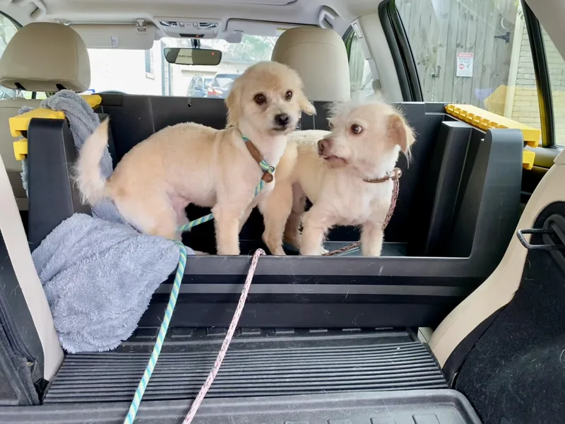 A young small-sized male Apricot / Beige Miniature Poodle dog named Casper for adoption in Houston, TX