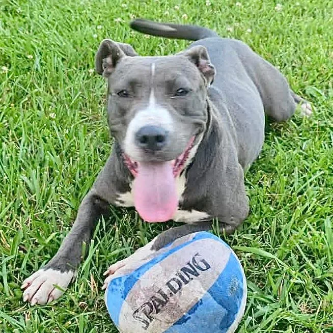 An adult large-sized female Gray / Blue / Silver Boxer dog named Bella s for adoption in Sequatchie, TN