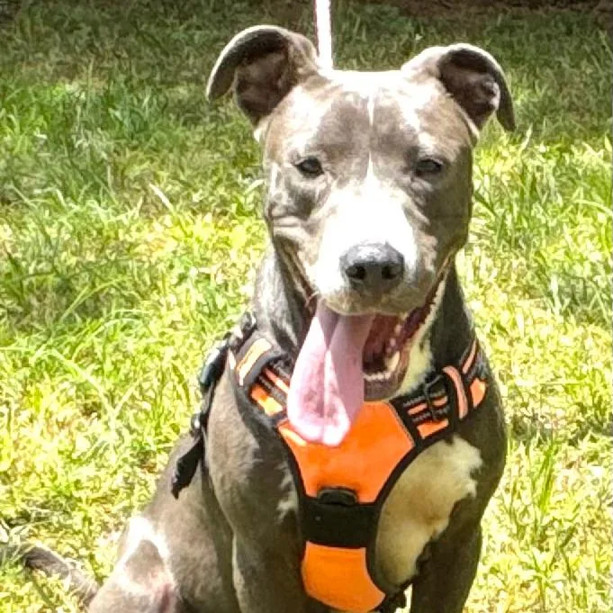 Bella s thumbnail 6