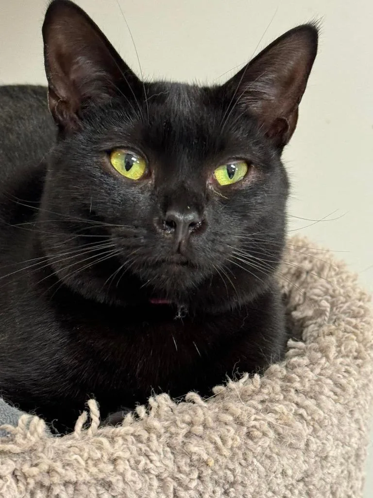 An adult small-sized female Domestic Short Hair cat named Kersey for adoption in Dalton, GA