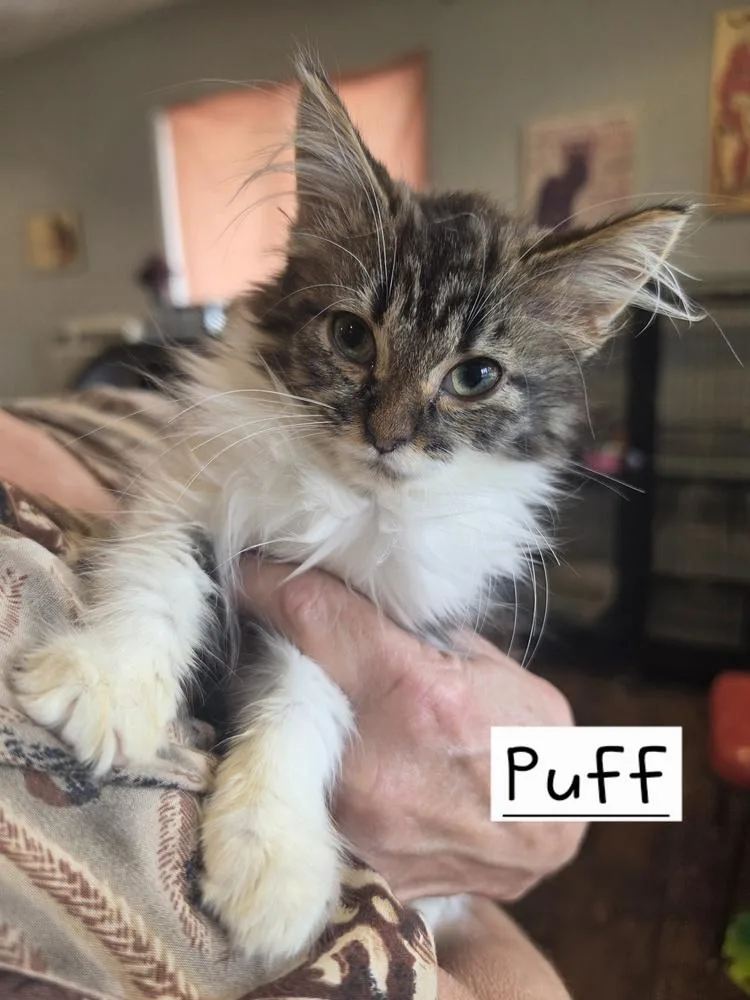 A baby small-sized female White Domestic Long Hair cat named Puff GFRCC for adoption in Metamora, IL