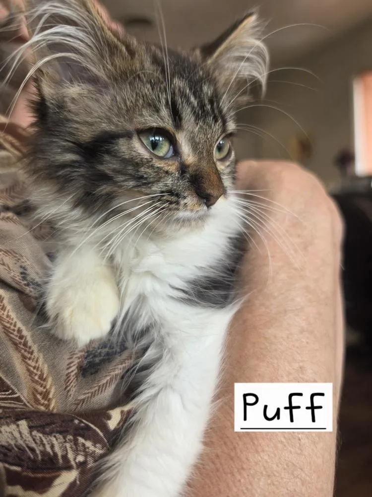 Puff   GFRCC thumbnail 2