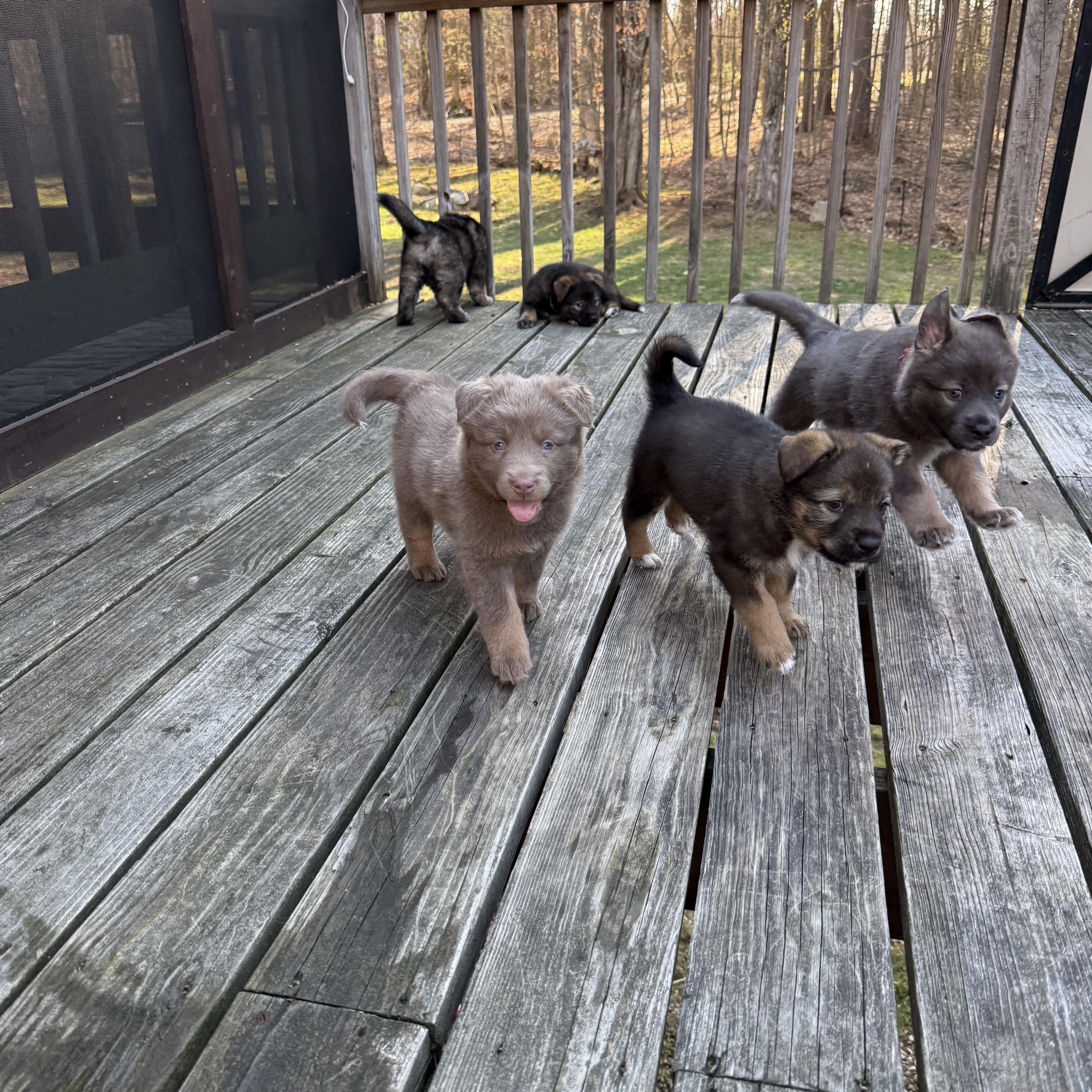 Luna Hufflepup thumbnail 2