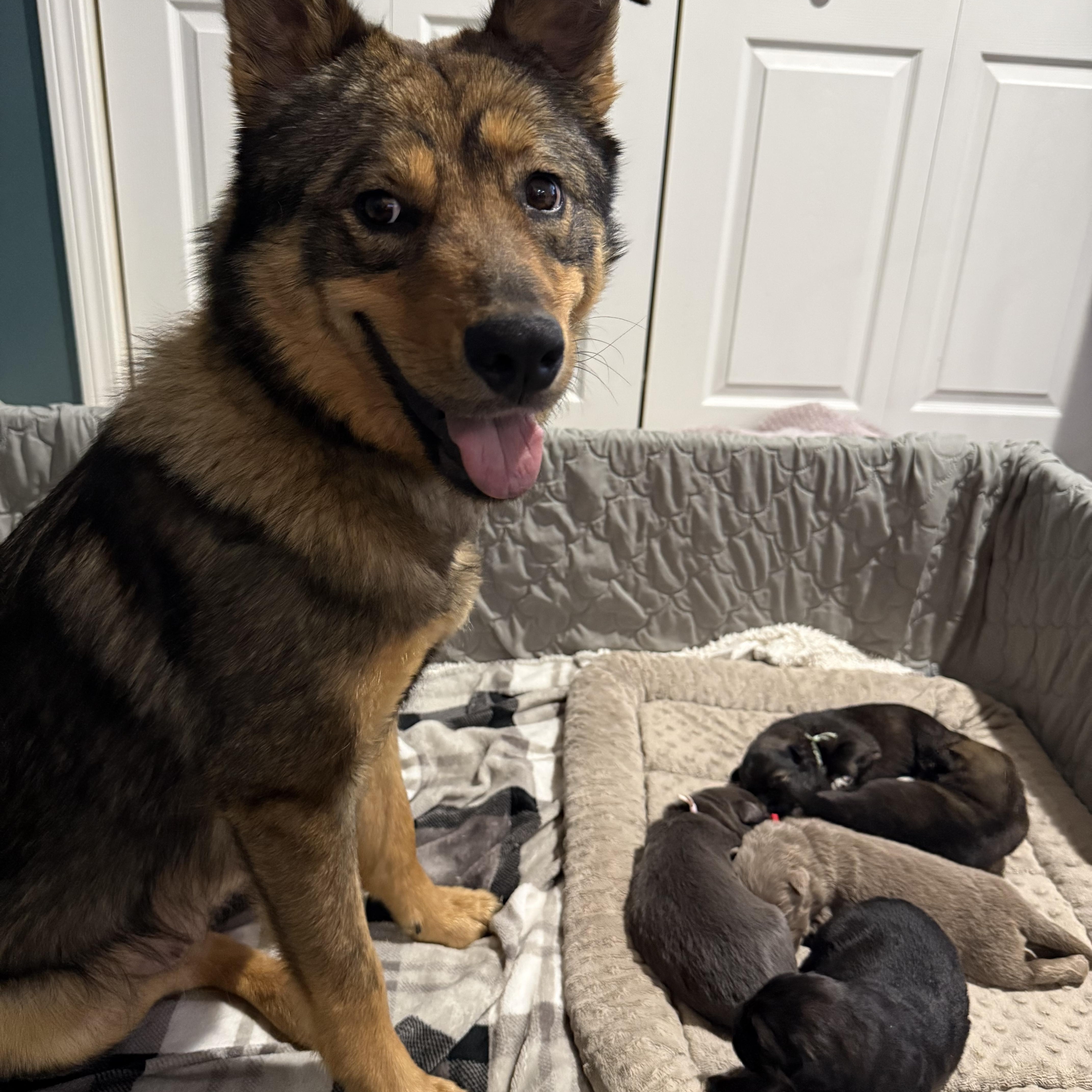 Luna Hufflepup thumbnail 3