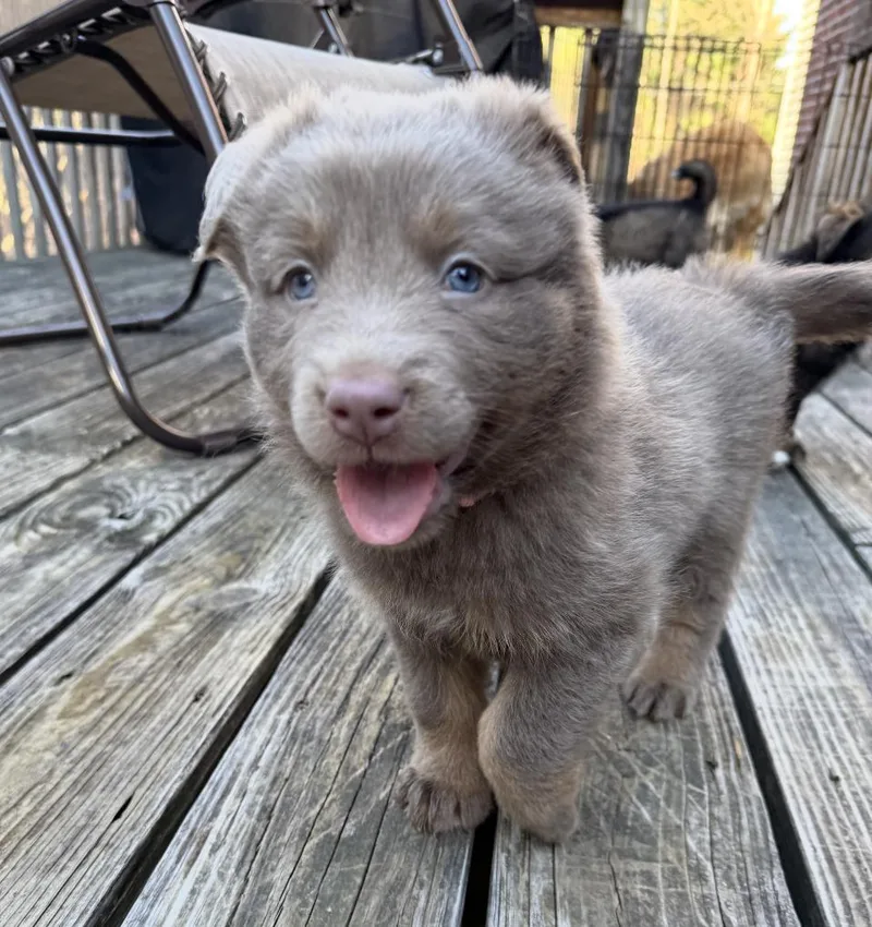 Luna Hufflepup thumbnail 4