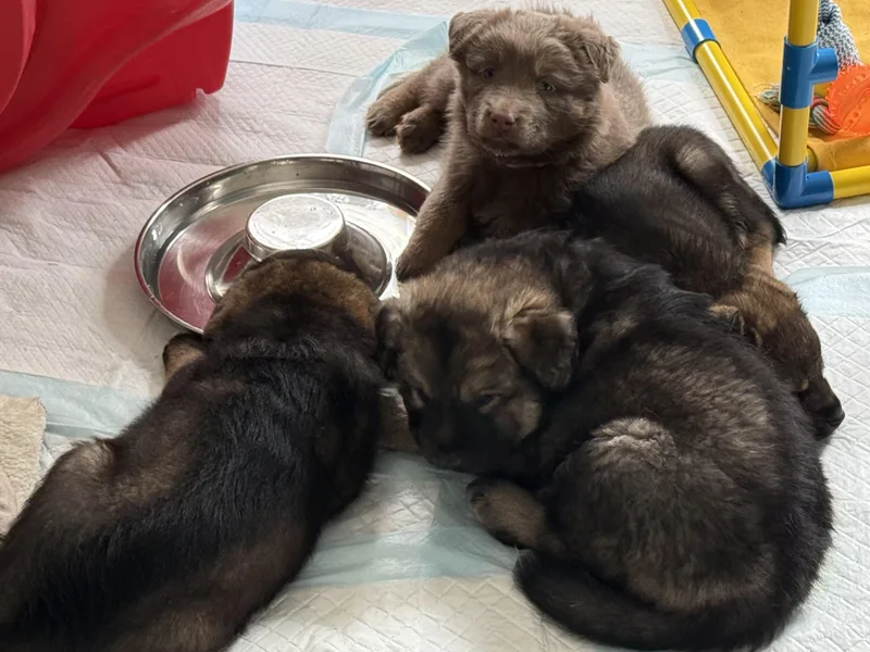 Luna Hufflepup thumbnail 5