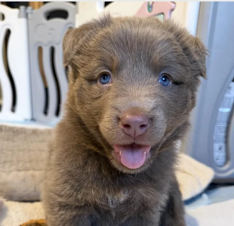 A baby medium-sized female Gray / Blue / Silver Border Collie dog named Luna Hufflepup for adoption in Andover, MA
