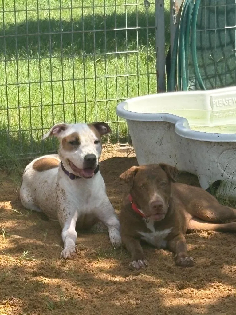 Blue Ivy thumbnail 4