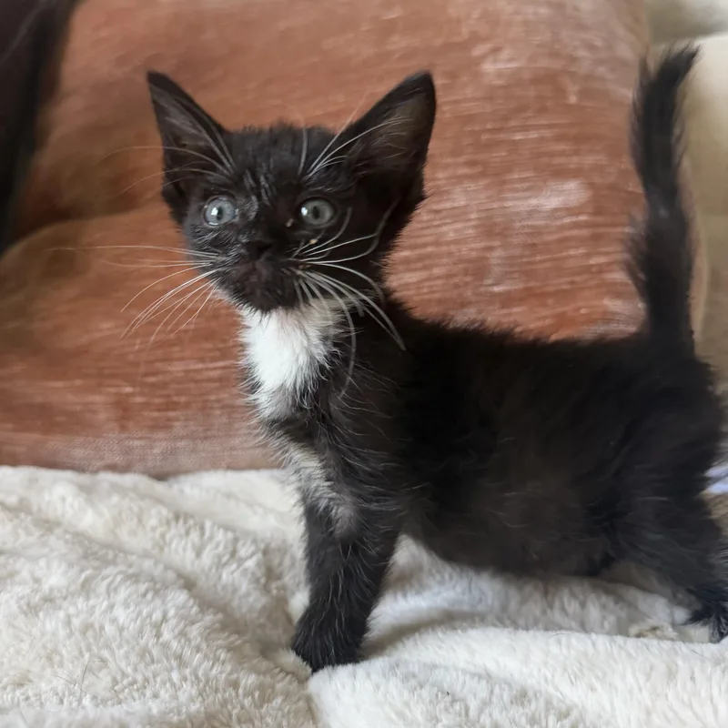 A baby medium-sized male Black & White / Tuxedo Domestic Short Hair cat named Daffy for adoption in jacksonville, FL