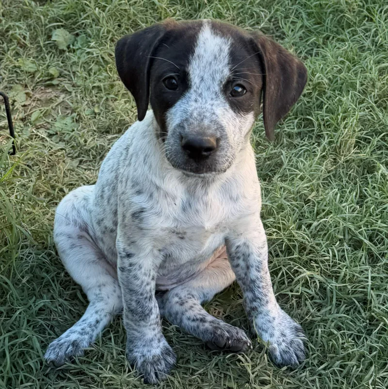 A baby medium-sized female White / Cream Coonhound dog named Rachel for adoption in Albany, NY