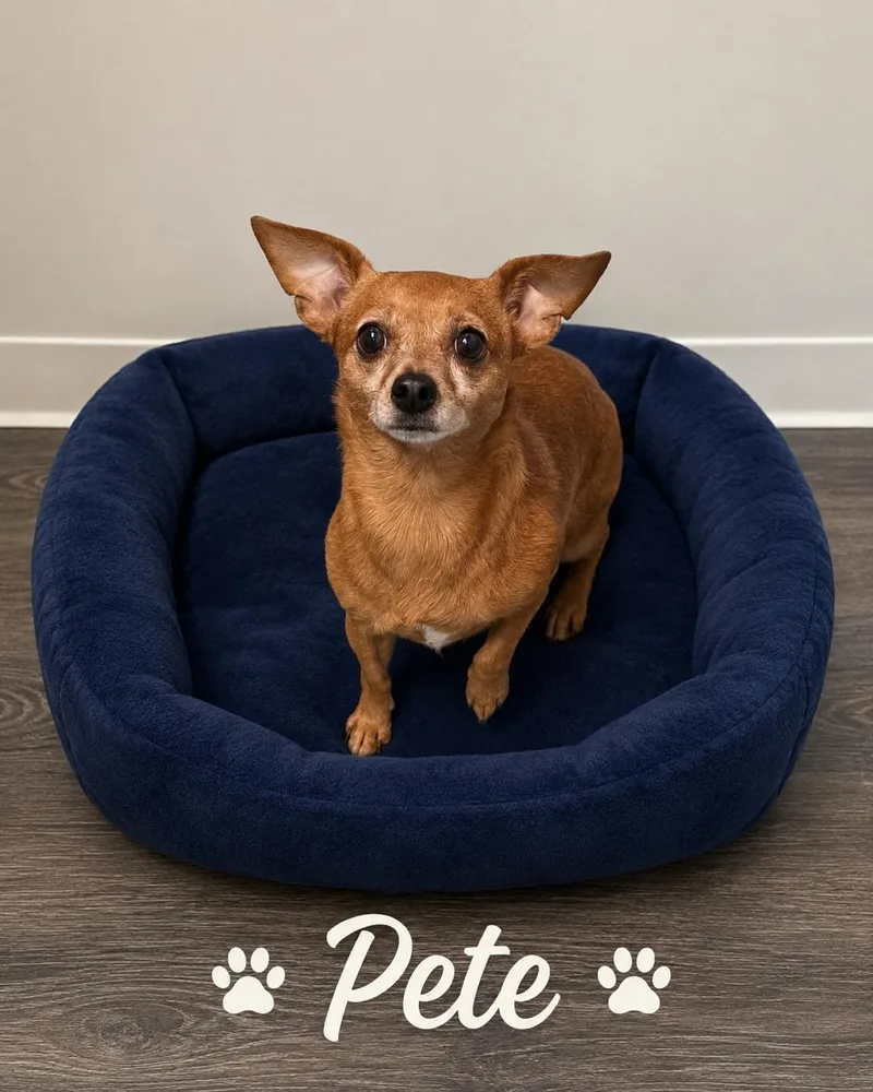 A young small-sized male Yellow / Tan / Blond / Fawn Chihuahua dog named Pete for adoption in Momence, IL
