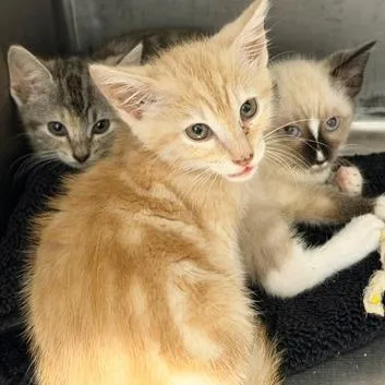 A baby small-sized male Domestic Short Hair cat named Silas for adoption in Cumming, GA