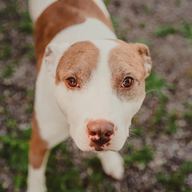 An adult medium-sized male Pit Bull Terrier dog named Azul for adoption in Krum, TX