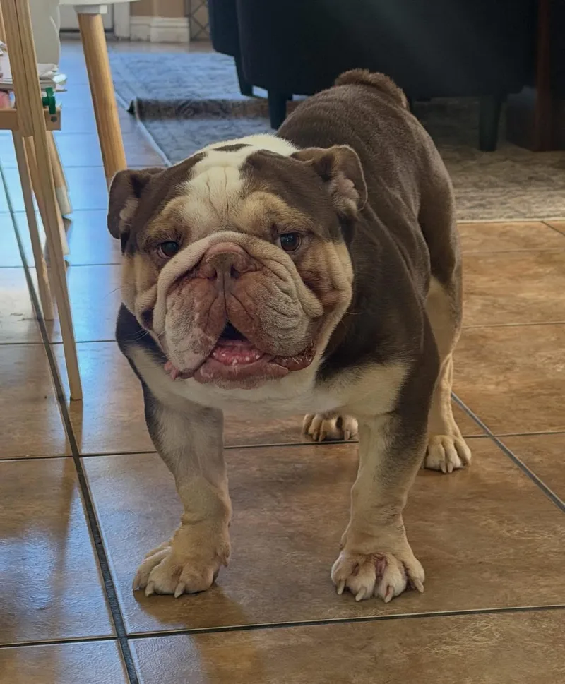 An adult medium-sized male English Bulldog dog named Ollie for adoption in Las Vegas, NV