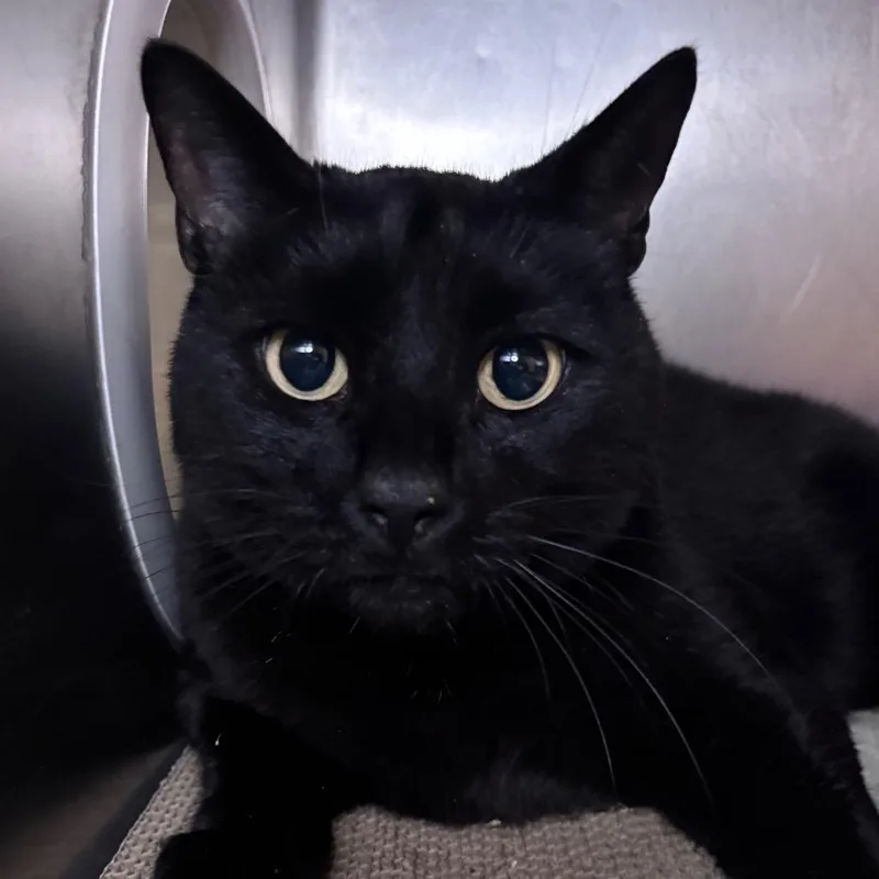 An adult large-sized male Black Domestic Short Hair cat named Poe for adoption in Providence, RI
