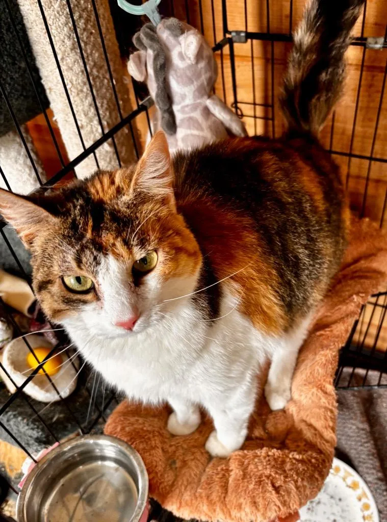 An adult small-sized female American Shorthair cat named Monkey's Sister for adoption in Hagaman, NY