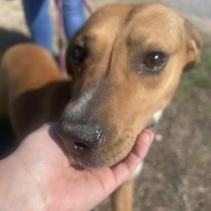 Jelly Bean thumbnail 2