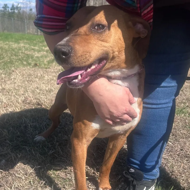 Jelly Bean thumbnail 3