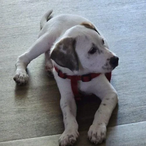 A baby medium-sized male Yellow / Tan / Blond / Fawn Hound dog named Mario for adoption in Sanford, NC