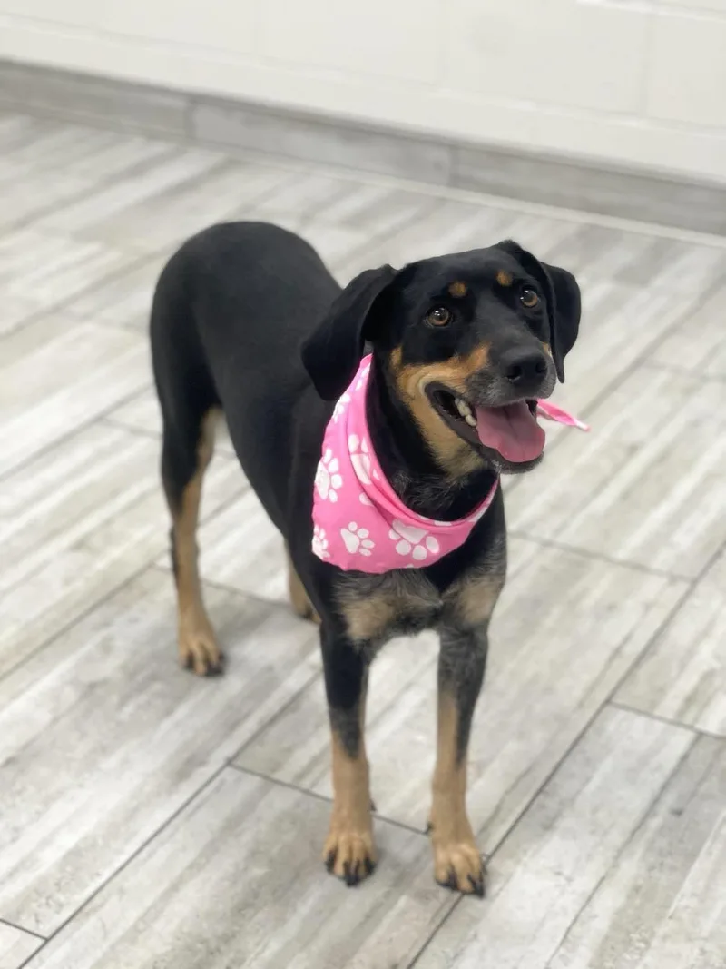 A young medium-sized female Hound dog named Sweetheart for adoption in Olympia, WA