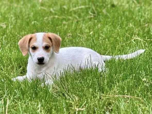 A baby small-sized female Mixed Breed dog named Sedona for adoption in Milton, DE