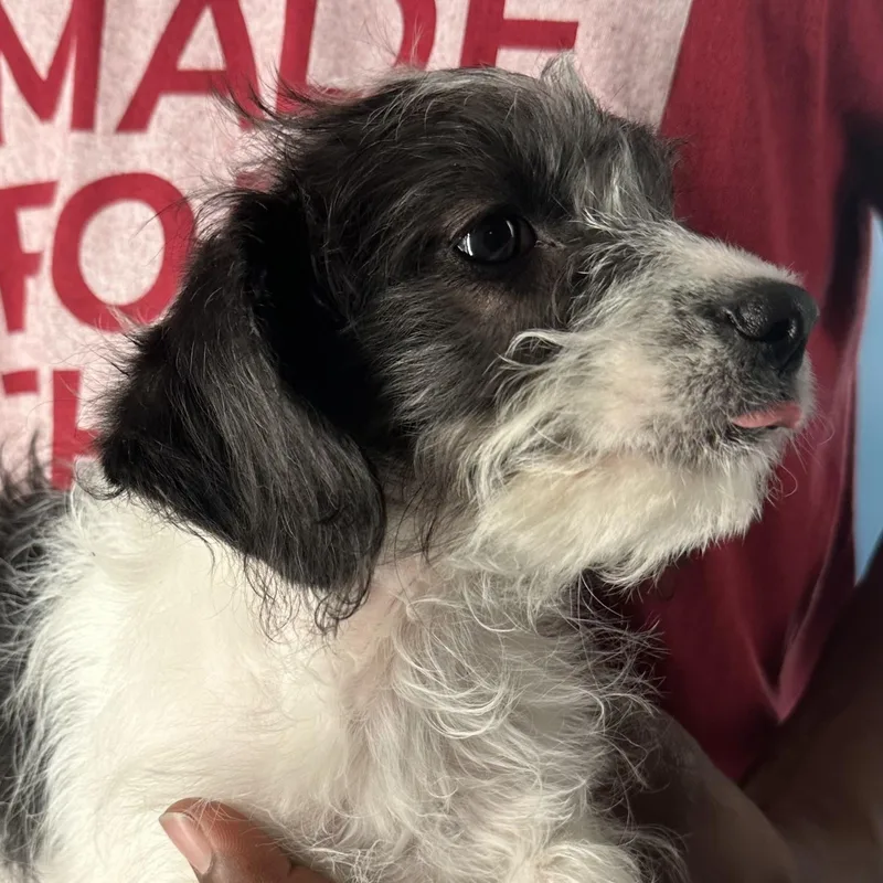 Kenzo  Local April thumbnail 2