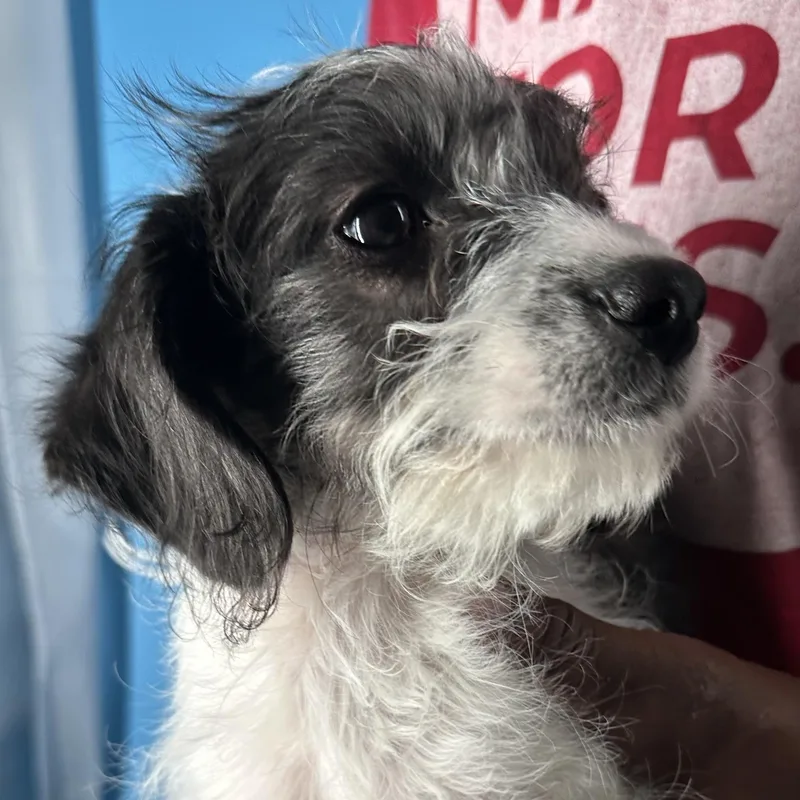 Kenzo  Local April thumbnail 3