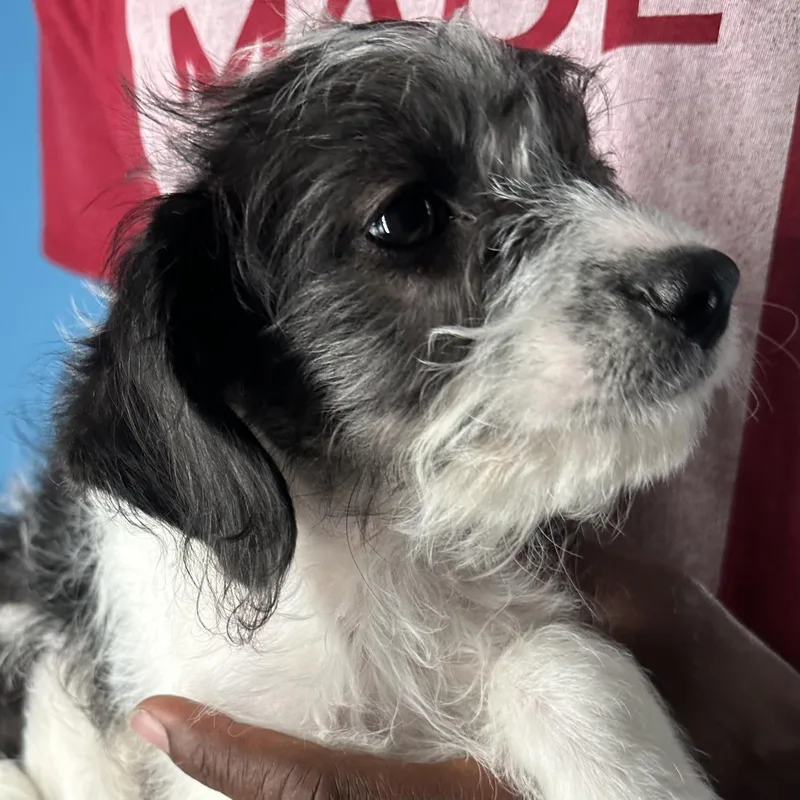 Kenzo  Local April thumbnail 4