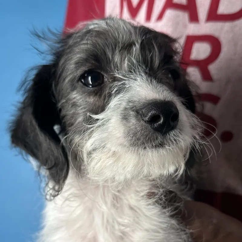 Kenzo  Local April thumbnail 5