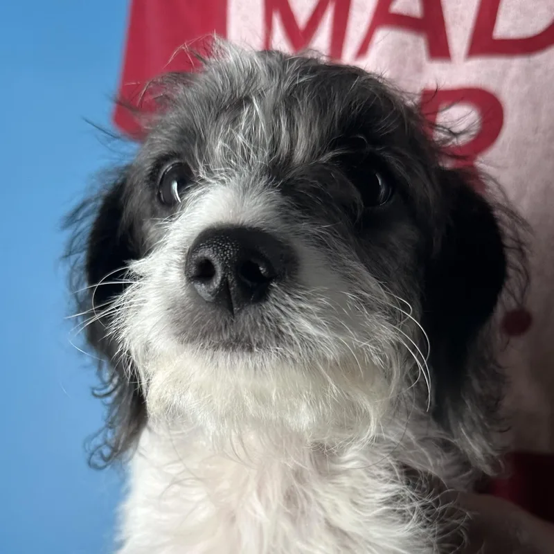 Kenzo  Local April thumbnail 6