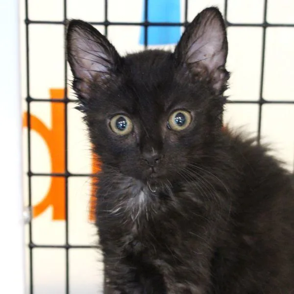 A baby small-sized female Domestic Short Hair cat named Xeno for adoption in Des Moines, IA