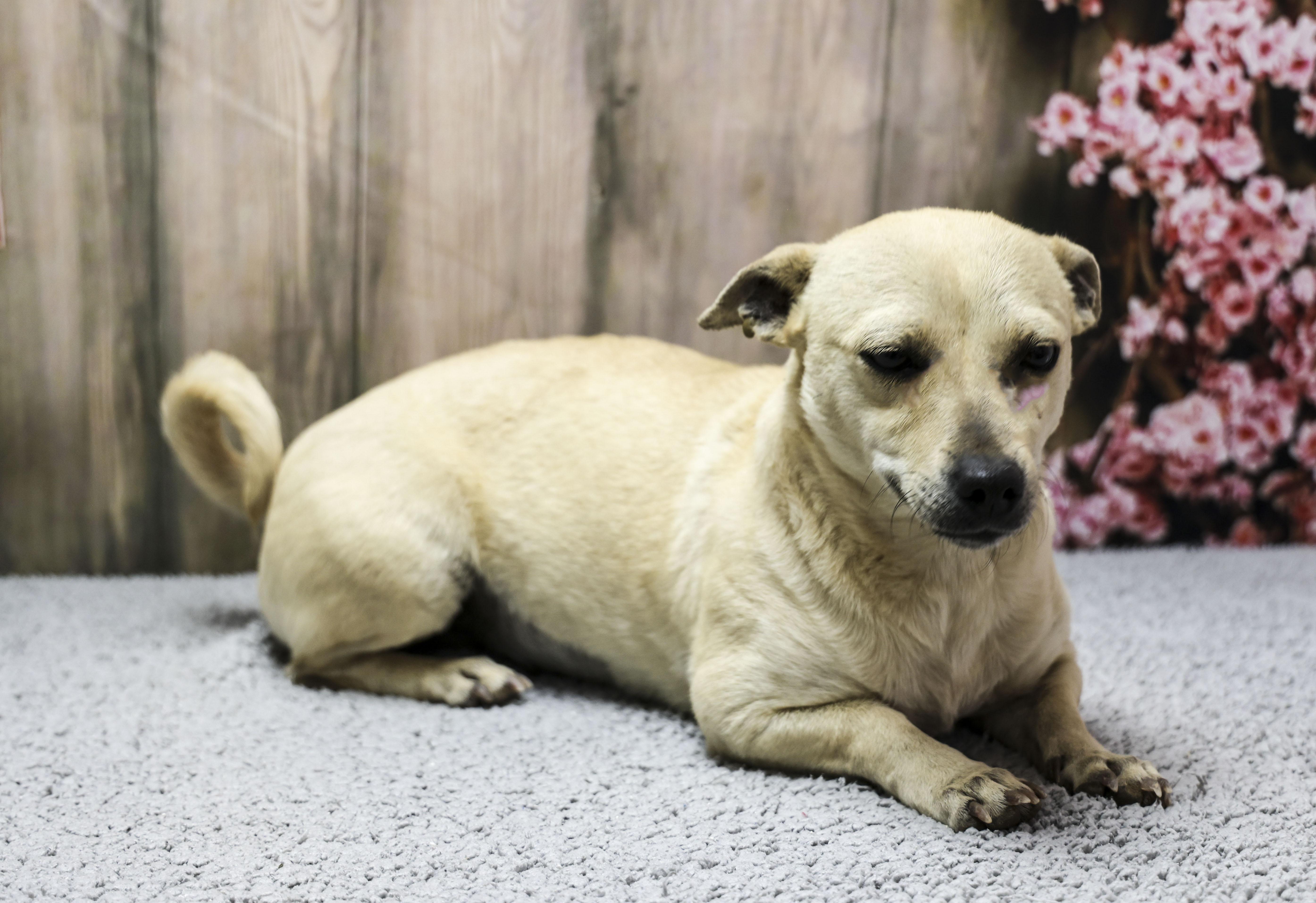 Macaroni thumbnail 2