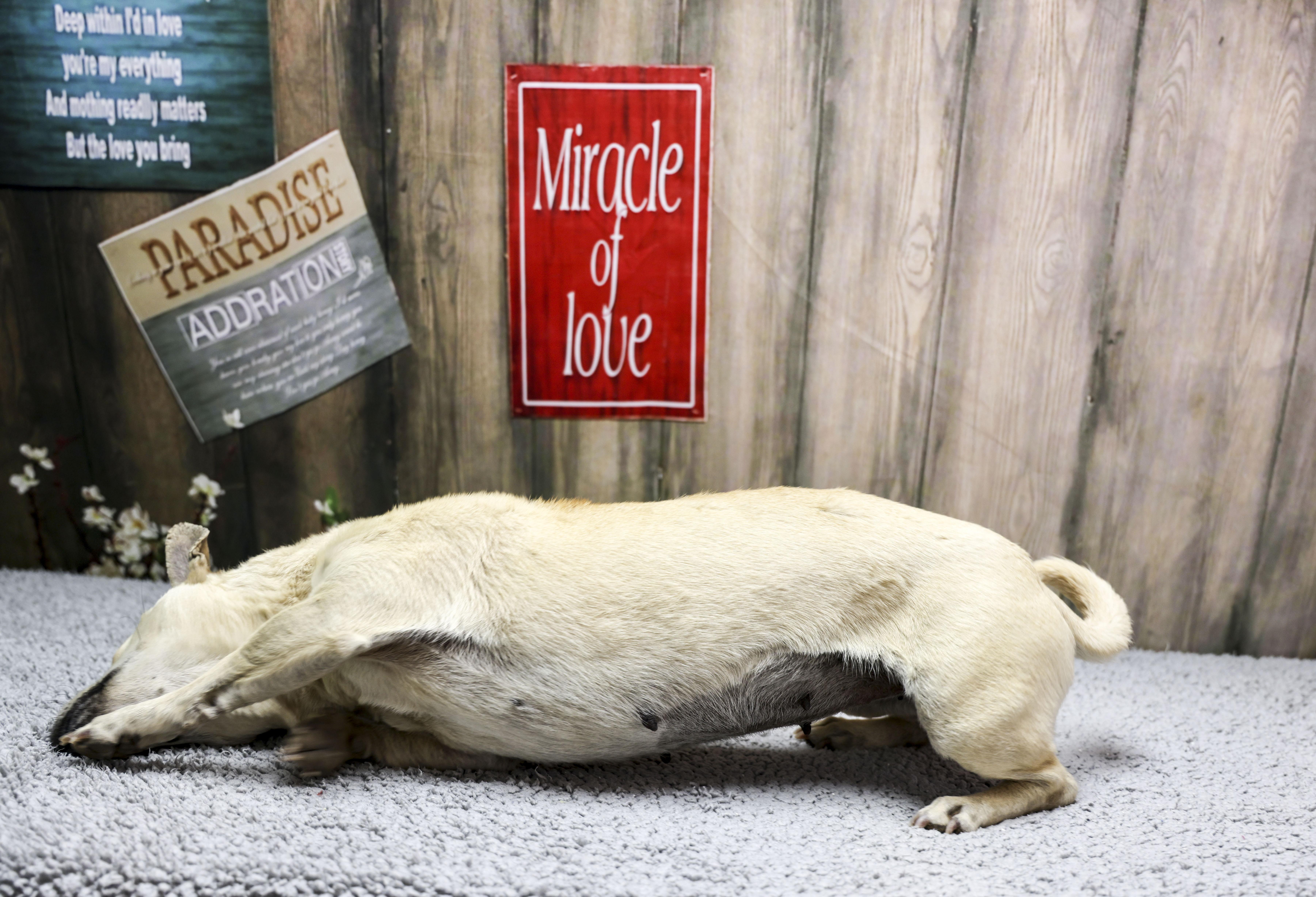 Macaroni thumbnail 3