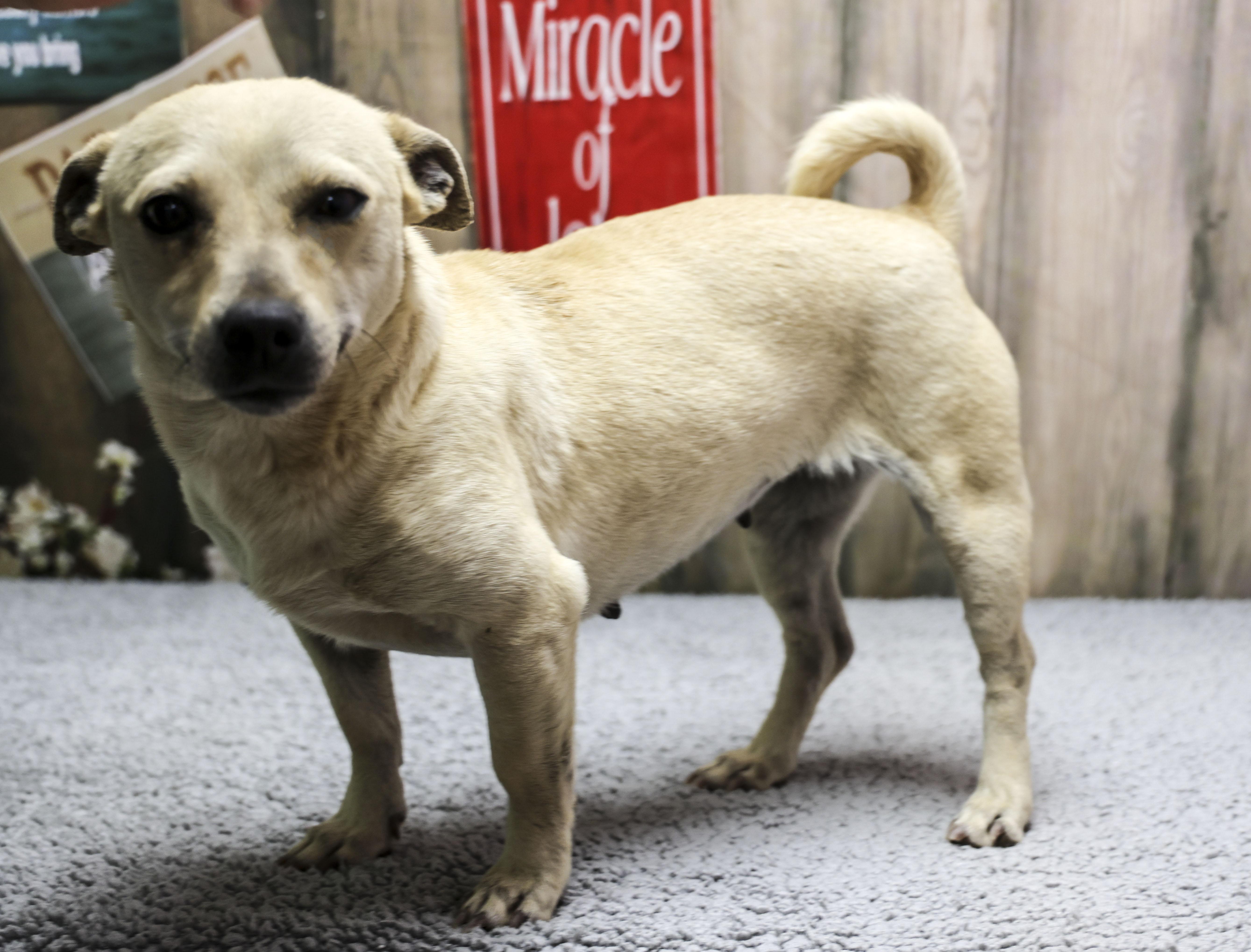 Macaroni thumbnail 4