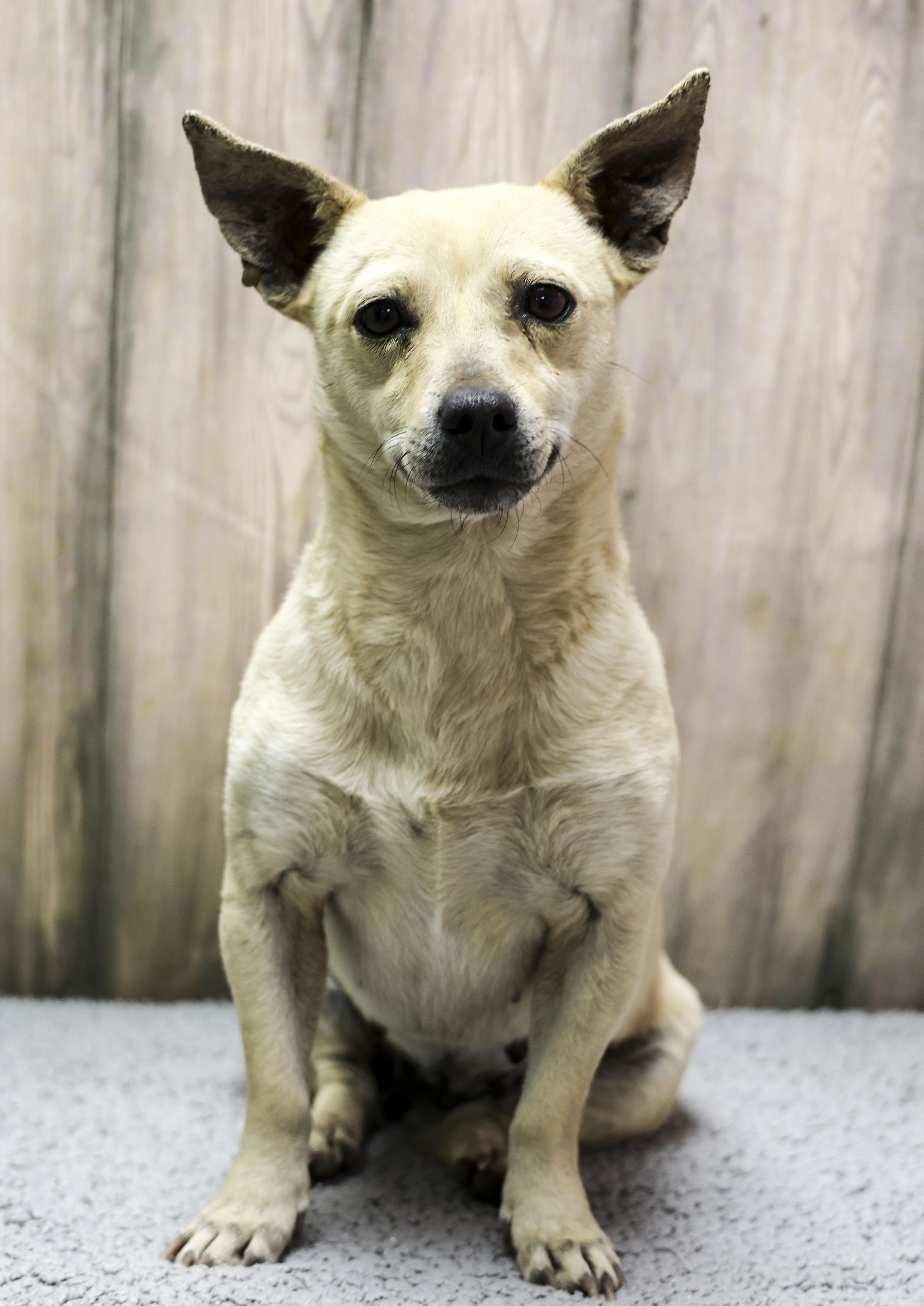 Macaroni thumbnail 5