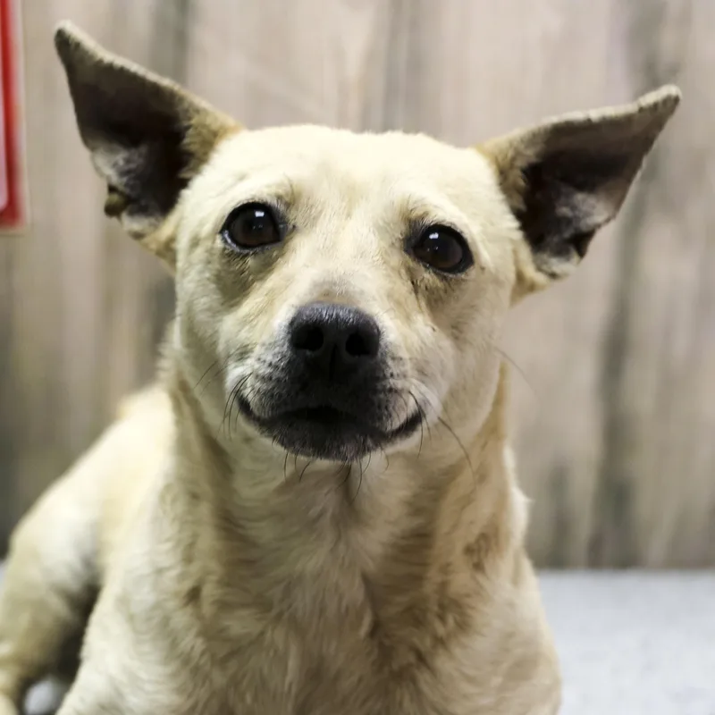 A young small-sized male White / Cream Chihuahua dog named Macaroni for adoption in Casa Grande, AZ