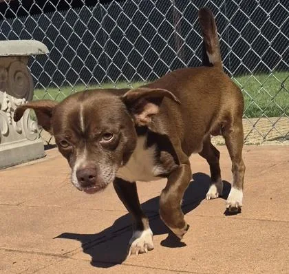 An adult small-sized male Dachshund dog named Pennywise for adoption in Shreveport, LA