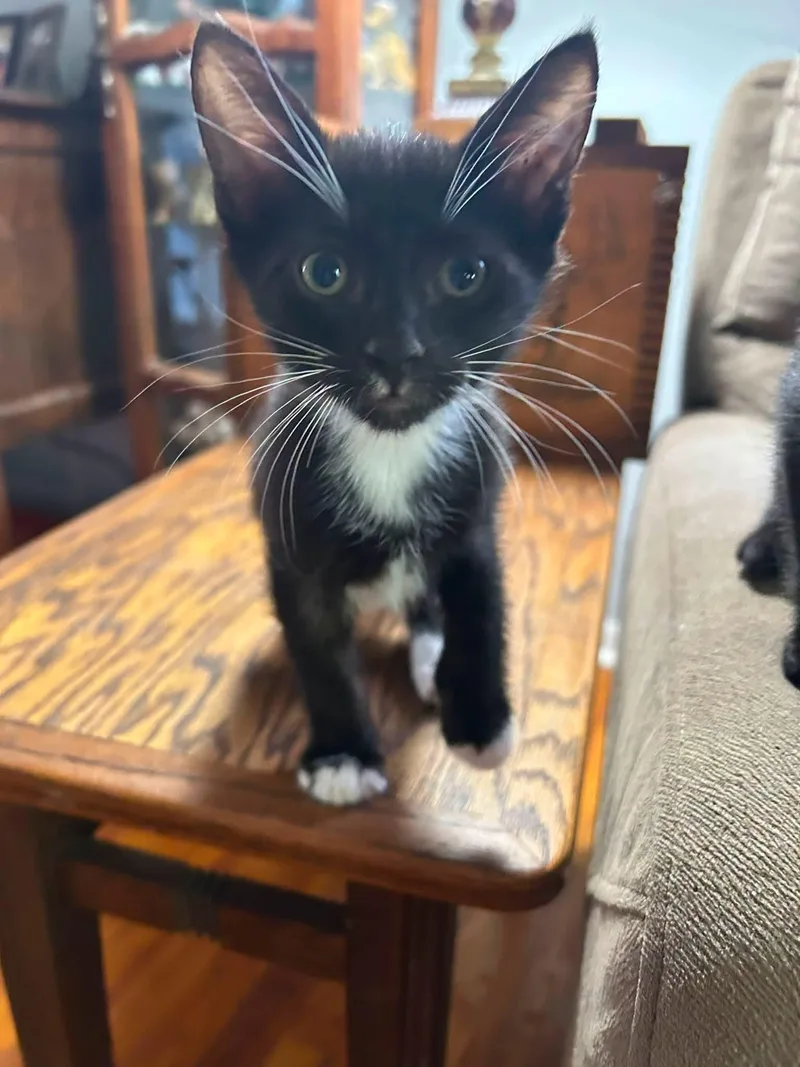 A baby medium-sized male Black & White / Tuxedo Domestic Short Hair cat named Jackie for adoption in Cleveland, OK