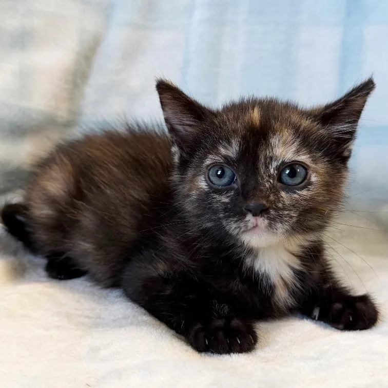A baby small-sized female Tortoiseshell Domestic Short Hair cat named Maki for adoption in Mount Juliet, TN
