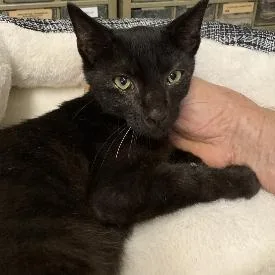 A baby medium-sized male Black Domestic Short Hair cat named Zorro for adoption in Memphis, TN